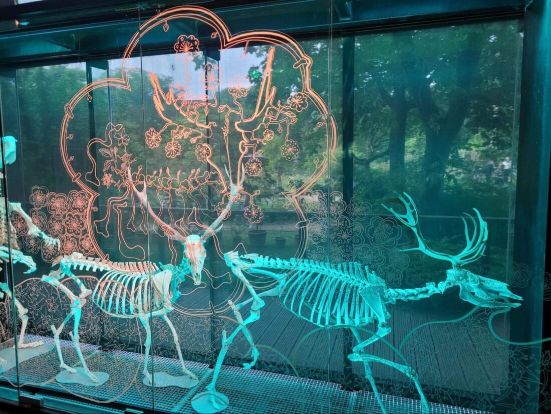 skeleton dears art figure in Muséum de Toulouse