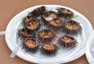 A white plastic plate with several opened sea urchins, revealing their orange roe inside. These spiky-shelled delicacies are among the strange foods France has to offer and are unique French food worth sampling.