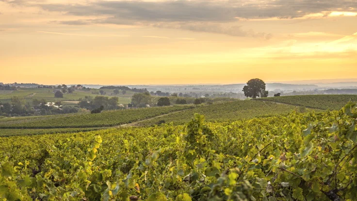 A scenic view of a vineyard at sunset near Toulouse, with rows of green grapevines stretching across rolling hills. A single large tree stands in the distance as the sky glows with golden hues—perfect for lovers of local wine bars.
